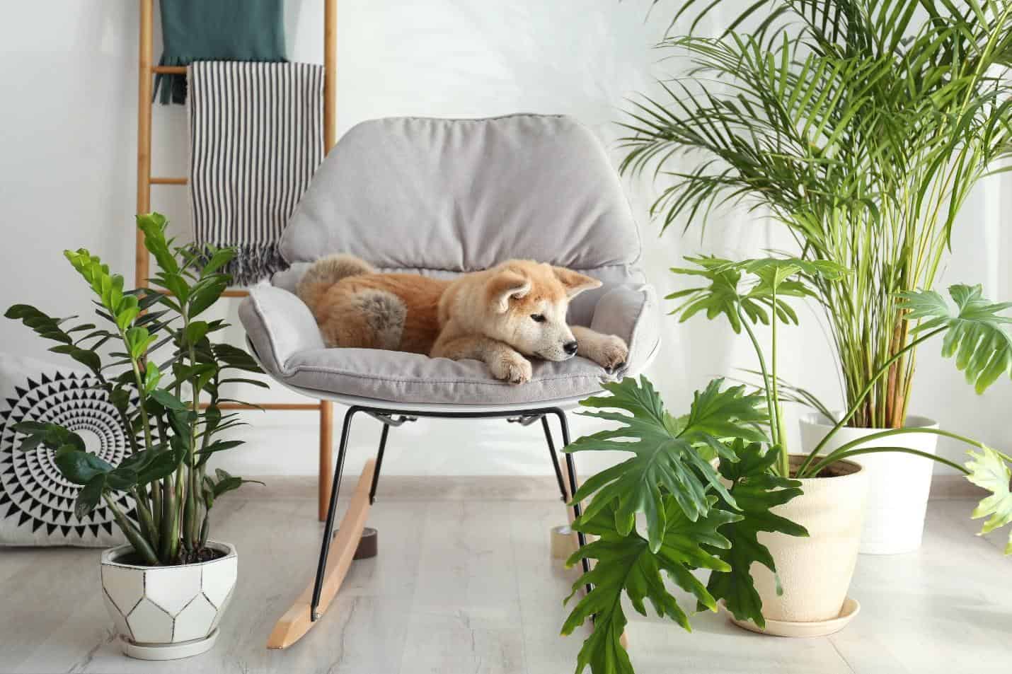 Pet-Friendly House Plants That Add Greenery Without The Worry