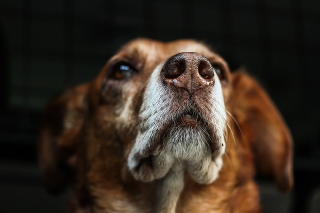 Caring for Senior Pets: Special Considerations for House Sitters